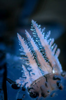 close-ups